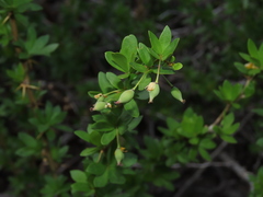 Berberis montana
