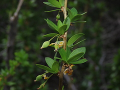 Berberis montana