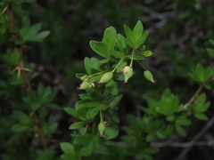 Berberis montana