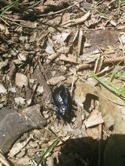 Carabus finitimus