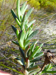 Lampranthus stenopetalus