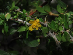 Berberis montana