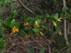Berberis montana