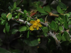 Berberis montana