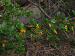 Berberis montana