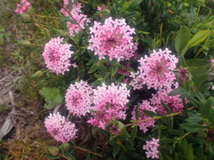 Pimelea rosea