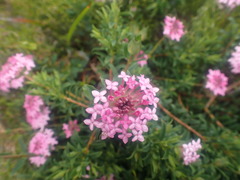 Pimelea rosea