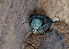 Agrilus suvorovi