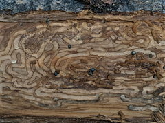 Agrilus suvorovi