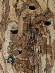 Agrilus suvorovi