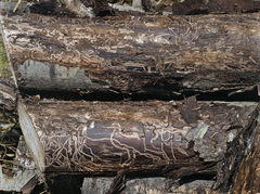 Agrilus suvorovi