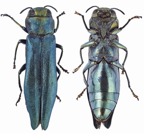 Agrilus suvorovi