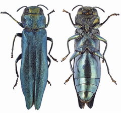Agrilus suvorovi