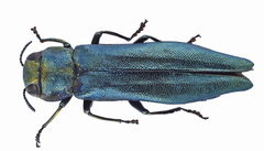 Agrilus suvorovi