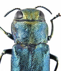 Agrilus suvorovi