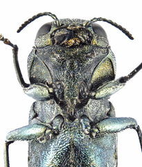 Agrilus suvorovi