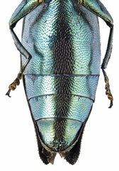 Agrilus suvorovi
