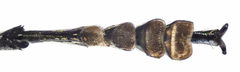 Agrilus suvorovi