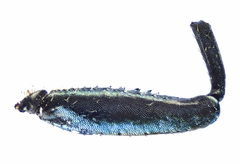Agrilus suvorovi