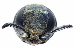 Agrilus suvorovi