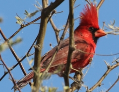 Cardinalis cardinalis superbus