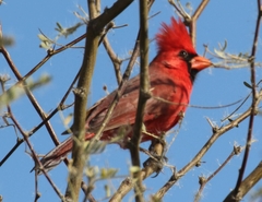 Cardinalis cardinalis superbus
