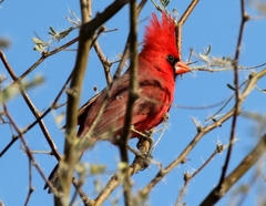 Cardinalis cardinalis superbus