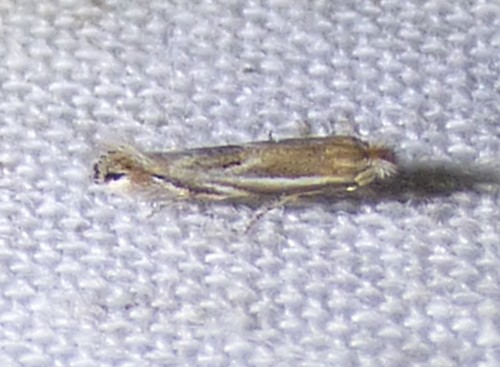 Narrow Bucculatrix photo 2