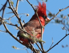 Cardinalis cardinalis superbus