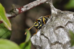 Polistes associus