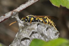 Polistes associus