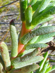 Lampranthus stenopetalus