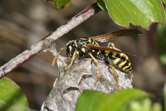 Polistes associus