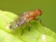 Suillia quinquepunctata