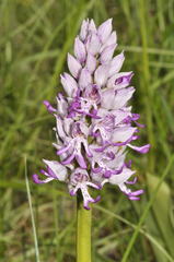 Orchis × beyrichii