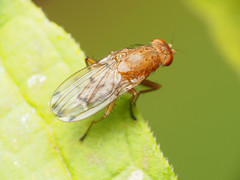 Suillia quinquepunctata