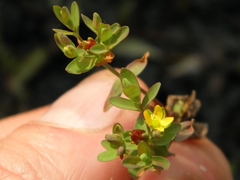 Hypericum boreale