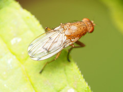 Suillia quinquepunctata