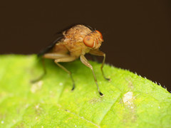 Suillia quinquepunctata