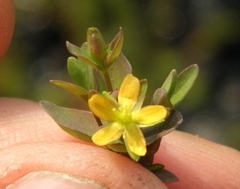 Hypericum boreale