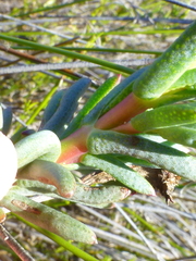 Lampranthus stenopetalus