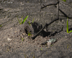 Spalacopus cyanus