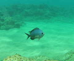Chromis ovalis