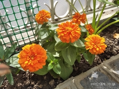 Zinnia elegans