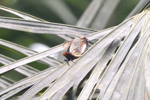 Hesperiidae image