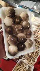 Volvariella volvacea