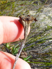 Lampranthus stenopetalus