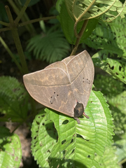 Automeris belti