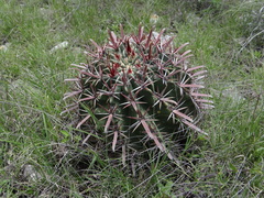 Ferocactus recurvus spiralis