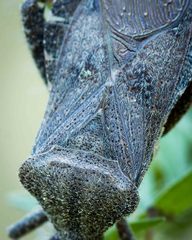 Piezogaster calcarator